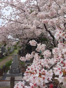 青山霊園の桜