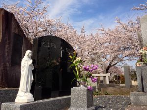 青山霊園の桜
