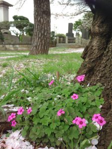 青山霊園のクローバー