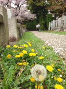 青山霊園のタンポポ