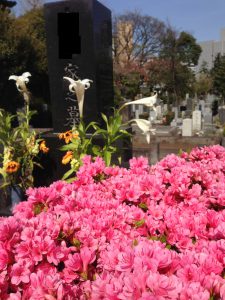 青山霊園のツツジ