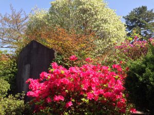 青山霊園のツツジ