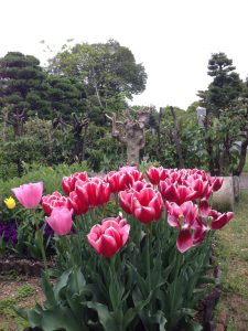 青山霊園のチューリップ